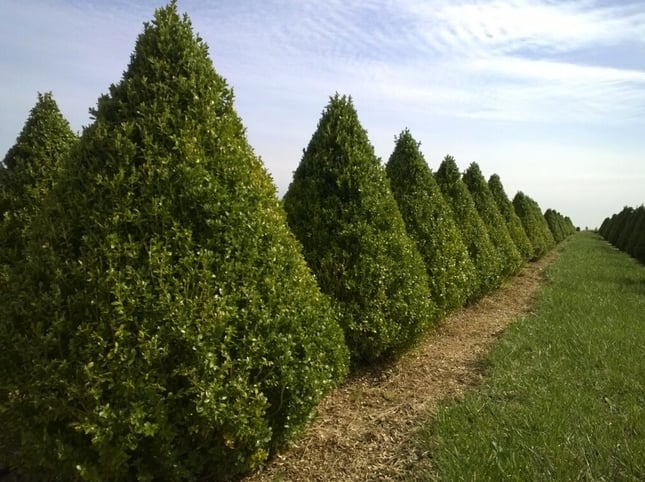 buxus-green-mountain-pyramidal-form
