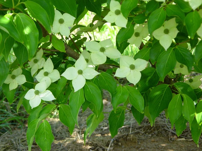 Cornus kousa va. chinensis in flower