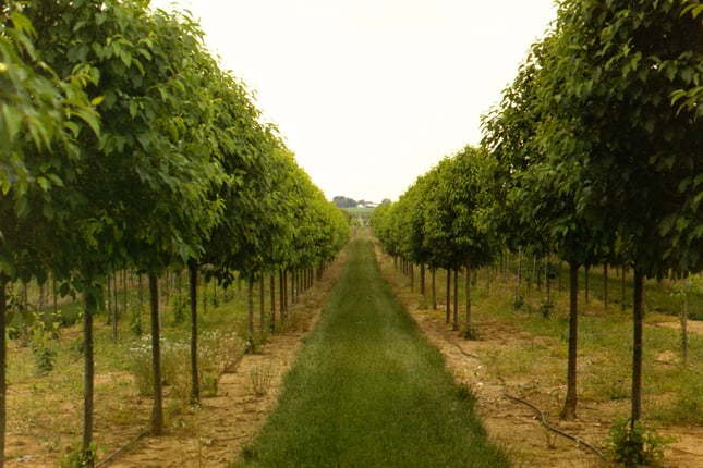 nursery field rows of young trees