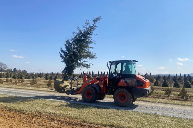 balled and burlaped nursery tree transported by front loader