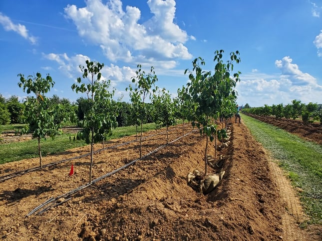 nursery-trees-planting-at-correct-depth