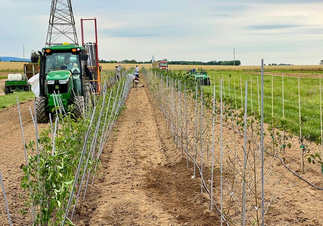 planting bare root liner stock at the nursery