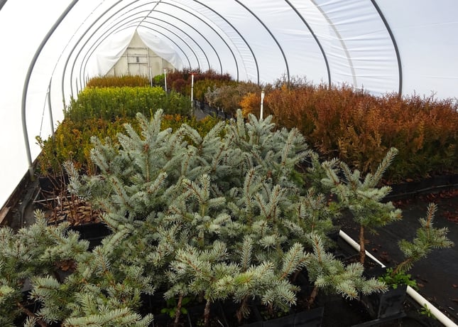 seedlings-in-nursery-plant-propagation-hut
