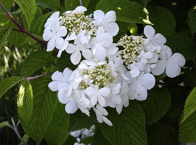 viburnum-mariesii-blossoms