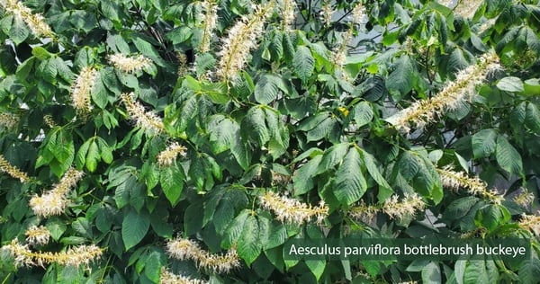 Aesculus-parviflora-bottlebrush-buckeye