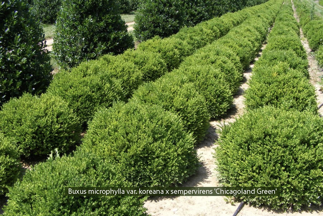 01 Buxus microphylla var. koreana x sempervirens Chicagoland Green-1