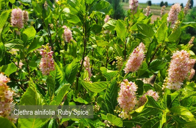 salt-tolerant-Clethra-alnifolia-Ruby-Spice-Sweet-Pepper-Bush