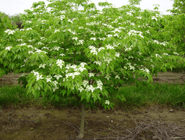 01 Cornus kousa var chinensis