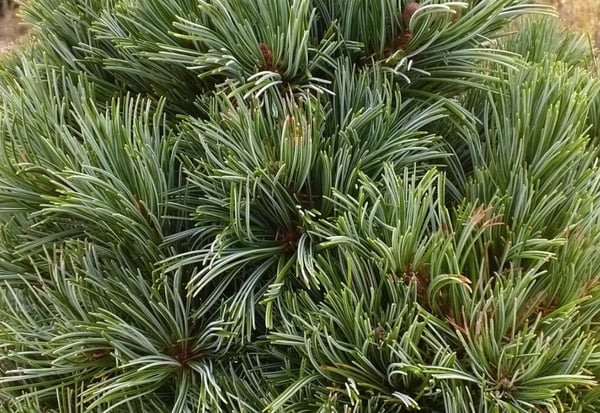 Pinus parviflora Gimborns Ideal
