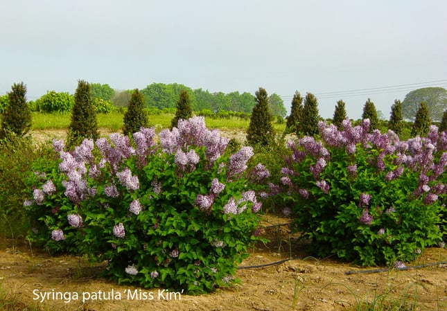 Syringa patula 'Miss Kim' in nursery field