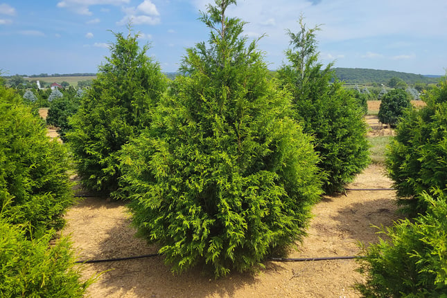 Thuja plicata 'Zebrina'