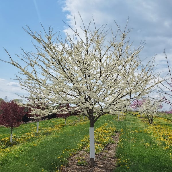 01 cercis in bloom