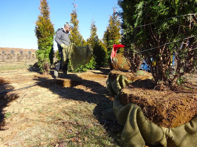 digging nursery trees with large root balls