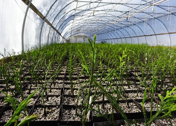 01 misting seedlings in plant propagation hut