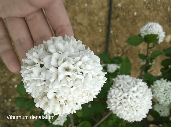 viburnum-denatatum-blossom