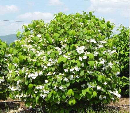 viburnum-mariesii-in-bloom