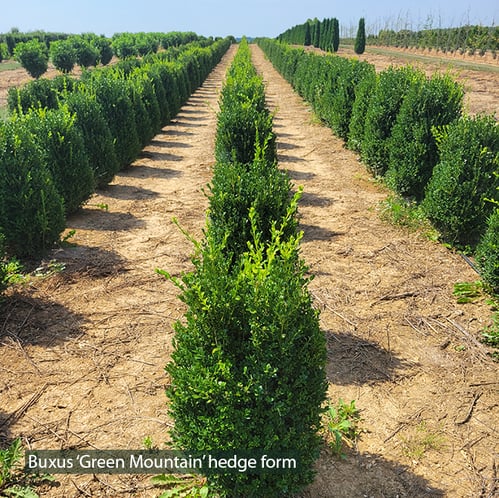 Buxus Green Mountain hedge form