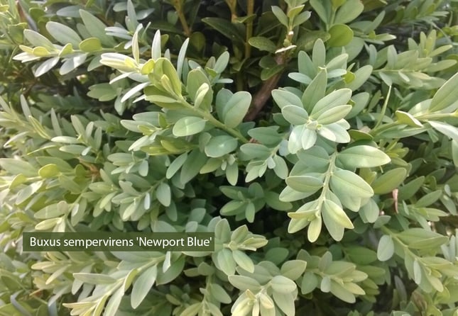 deer-resistant-Buxus-sempervirens-Newport-Blue