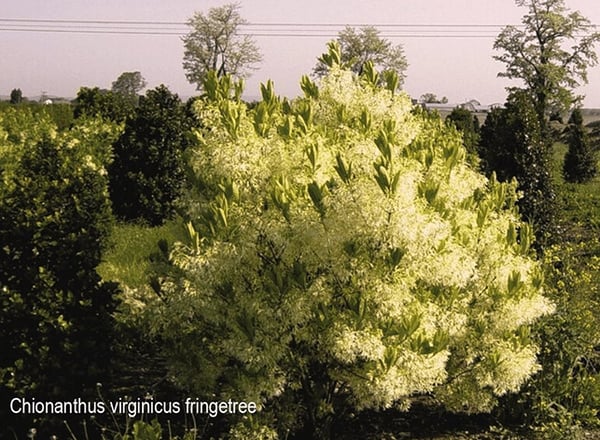 Chionanthus-virginicus-fringetree