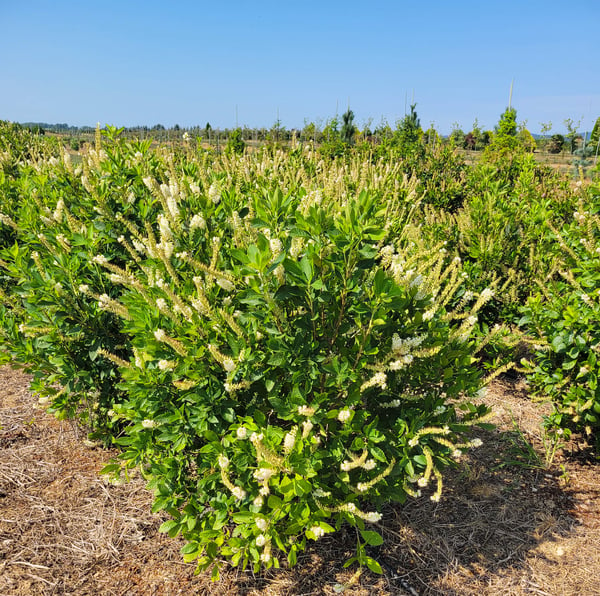 Clethra alnifolia 'Summer Sweet' in nursery field