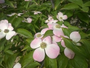 02 Cornus kousa Stellar Pink blossom