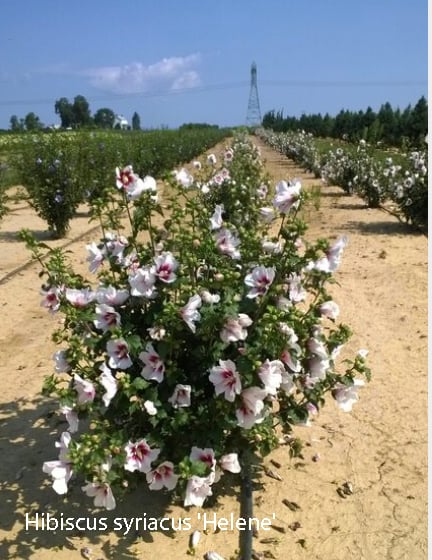 Hibiscus syriacus 'Helene'