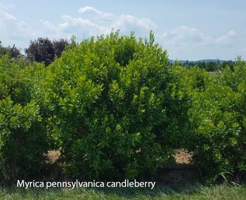 02 Myrica pennsylvanica candleberry