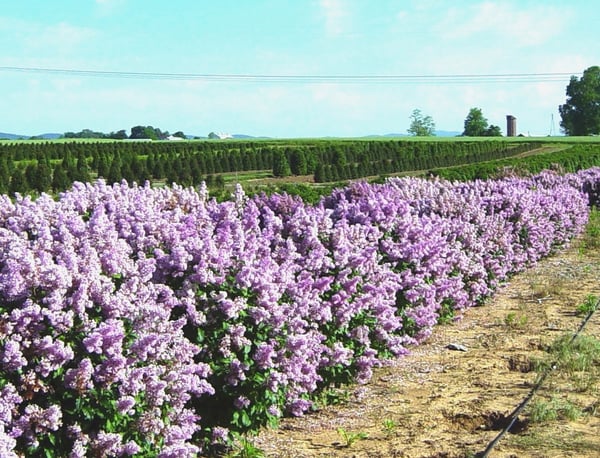 Syringa  Minuet in the field