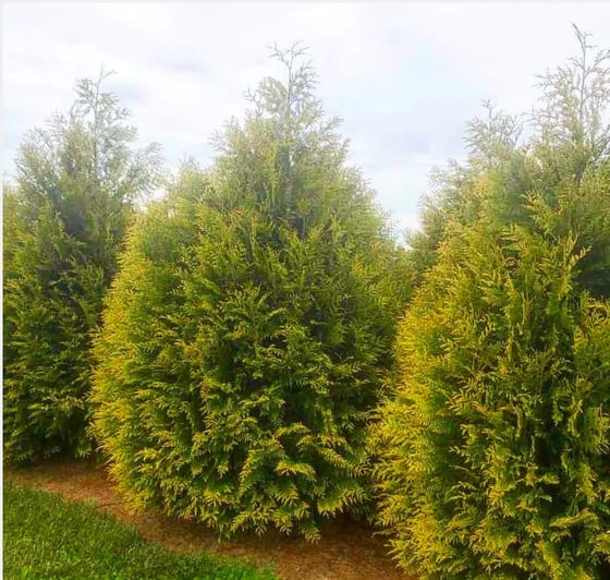 Thuja plicata Zebrina fall foliage color