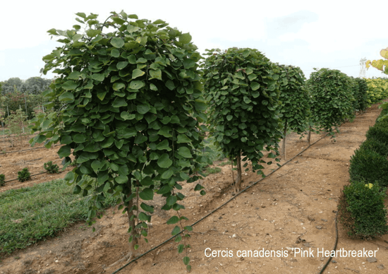 02 cercis canadensis pink heartbreaker