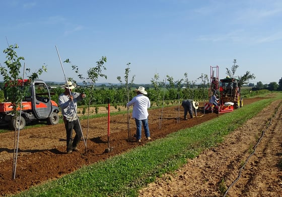 crew sets new trees