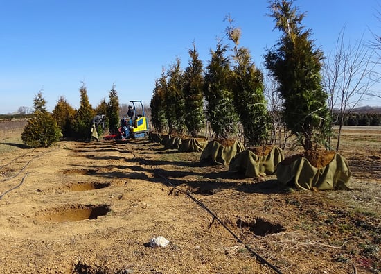 02 harvested nursery trees prepped for transport