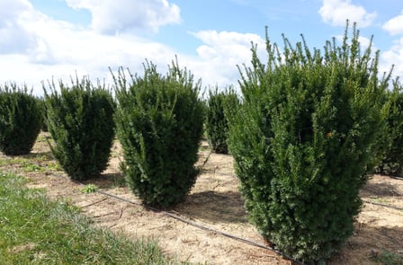 Taxus-hatfield-yew