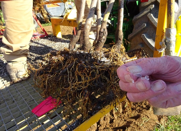 soil moist pellets hold moisture for bare root liners