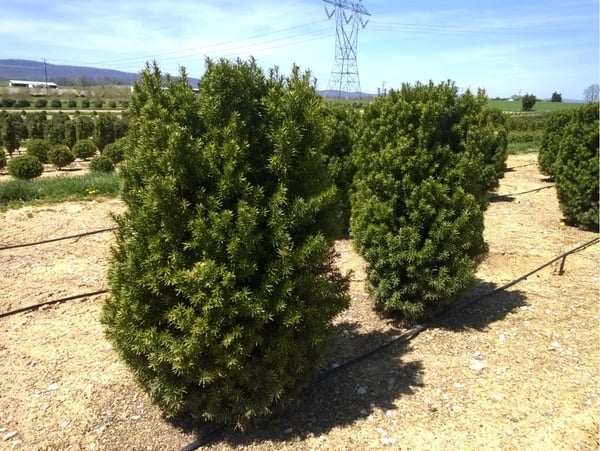 taxus x media hicksii