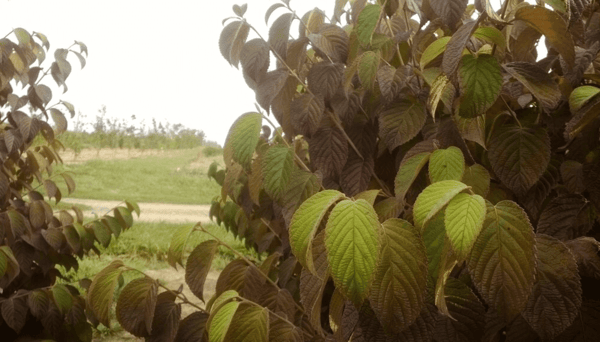 viburnum popcorn fall foliage