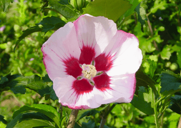 Hibiscus syriacus Helene blossom