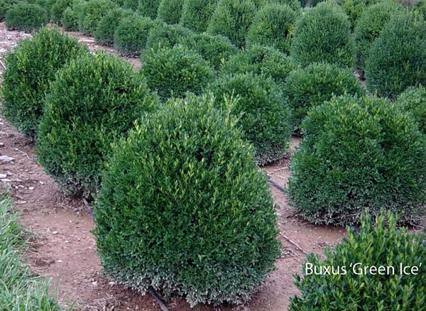 Buxus-Green-Ice-cultivar-in-nursery-field