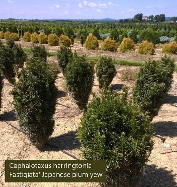 Cephalotaxus-harringtonia-Fastigiata-Japanese-plum-yew