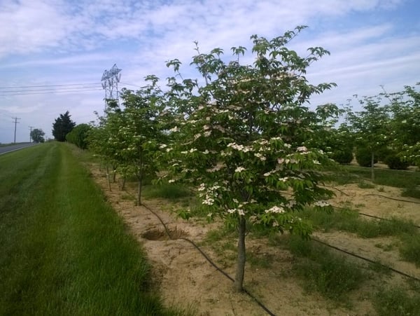 03 Cornus kousa Stellar Pink nursery rows