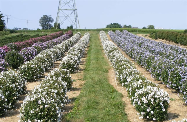 hibiscus-blooming-in-the-nursery-field