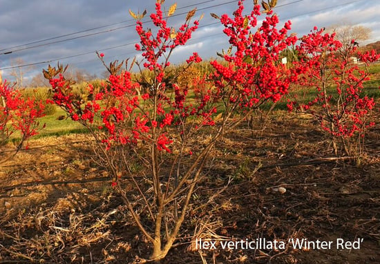 03 Ilex verticillata Winter Red2 Winterberry Holly-2