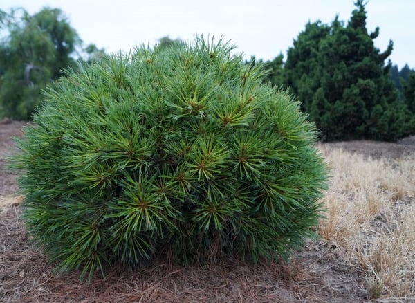 Pinus strobus Horsford Dwarf
