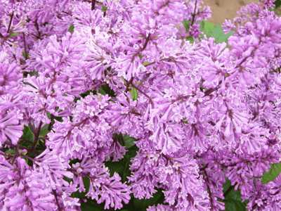 Syringa x prestoniae Minuet