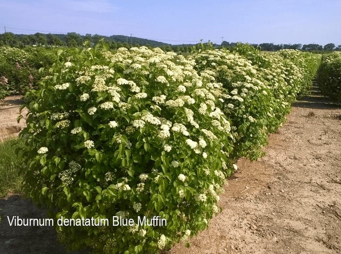 Viburnum-denatatum-Blue-Muffin