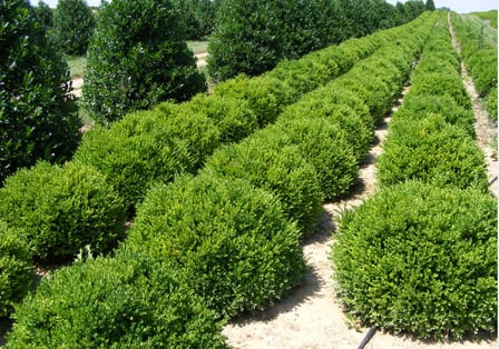 03 buxus chicagoland green