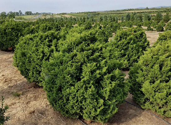 chamaecyparis-obtusa-tempelhof-in-the-nursery-field