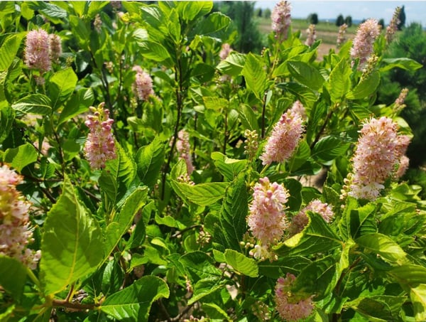 03 clethra blossoms