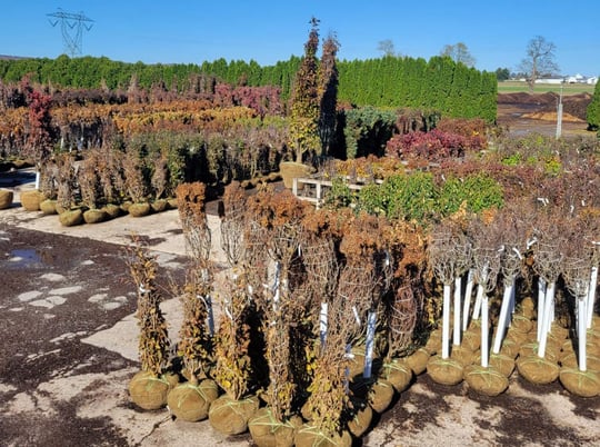 fall-dug-plants-stacked-in-nursery-yard