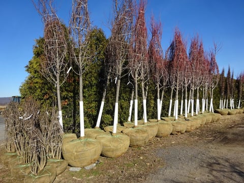 field grown nursery trees in holding yard